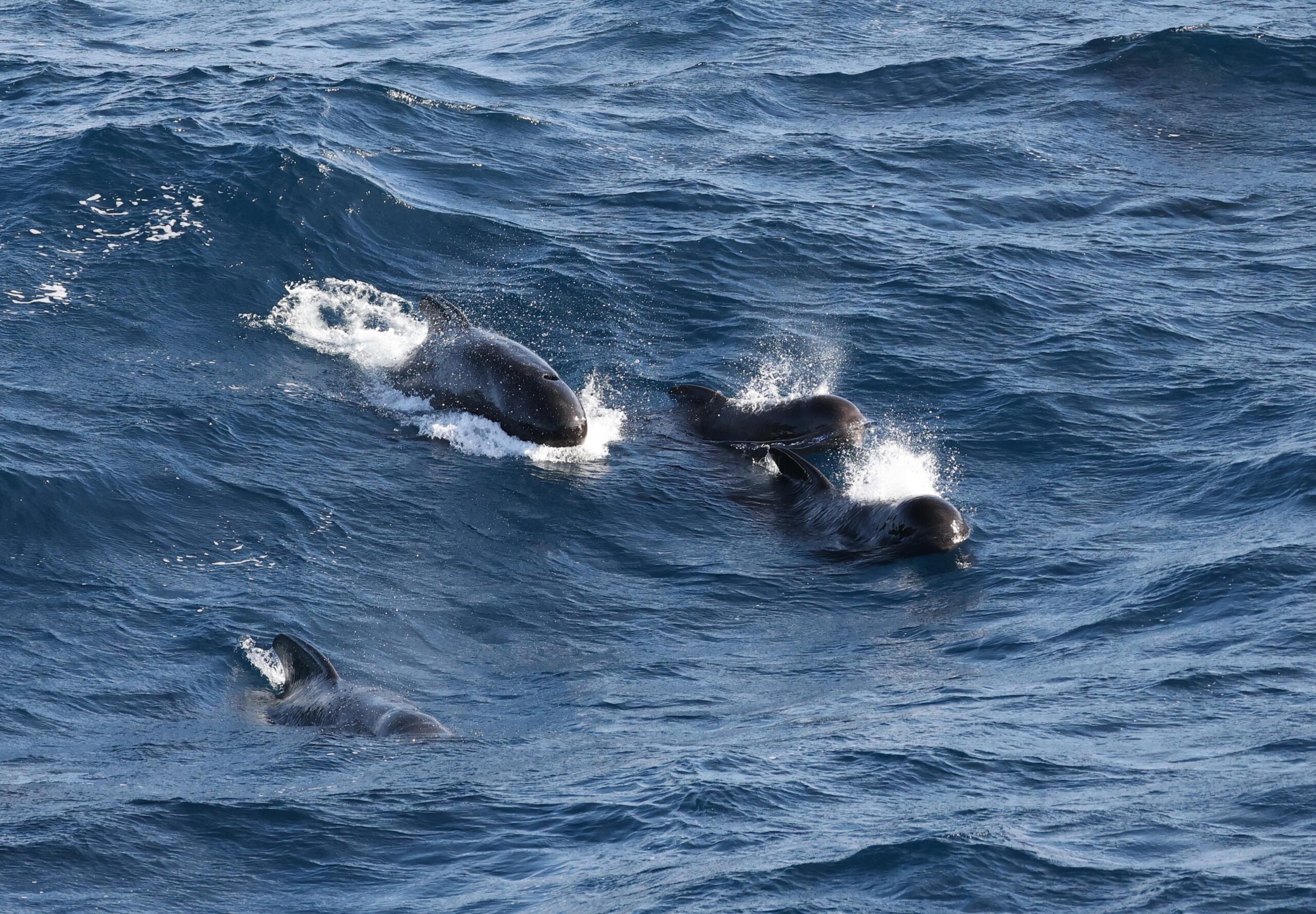 Embracing Scarcity: Part II – Whales 