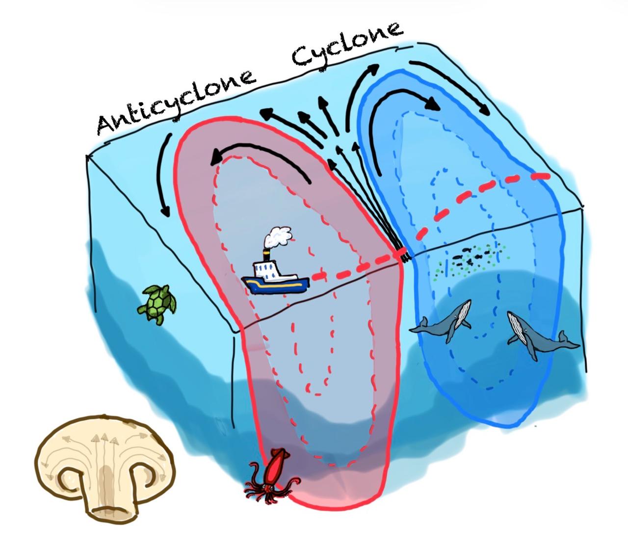 Targeting an Eddy Dipole