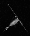 Copepod – most abundant metazoa on Earth.