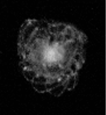 Rhizarian – a giant unicellular plankton