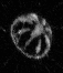 A Cnidaria species – type of mesopelagic jellyfish