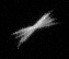 Trichodesmium - Colonial cyanobacteria